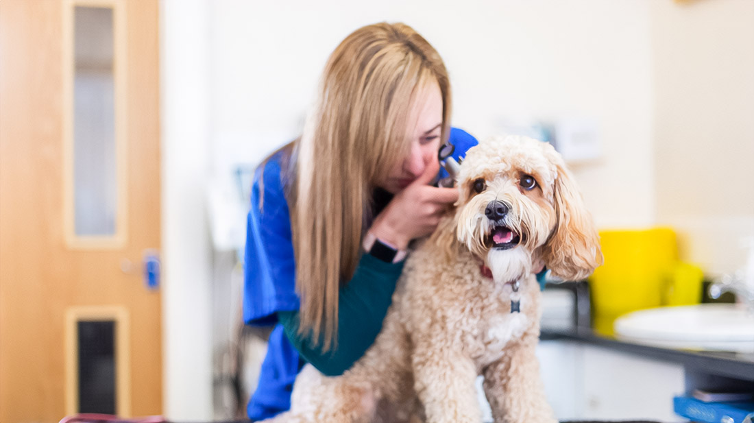 Guide Poodle: How grooming of rescued and elderly animals can change their life?